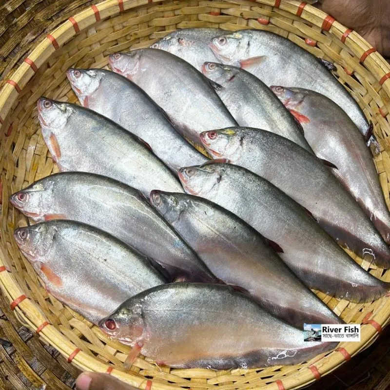 নদী/হাওরের ফলি মাছ