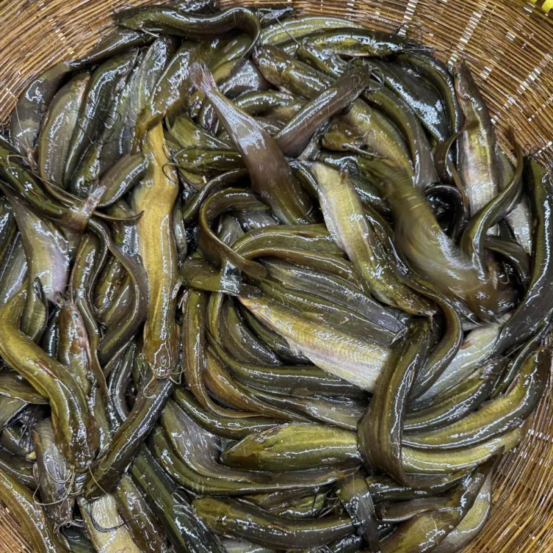 শিং মাছ