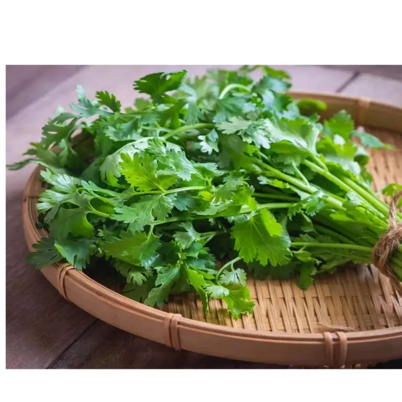 ধনেপাতা (Coriander leaves)