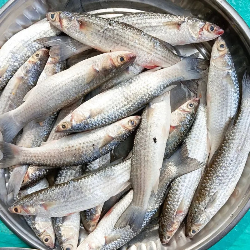 পারশে মাছ