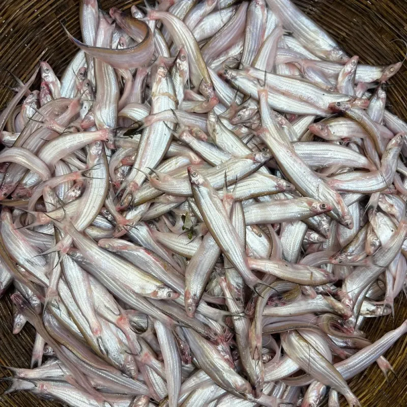 কাজলি মাছ