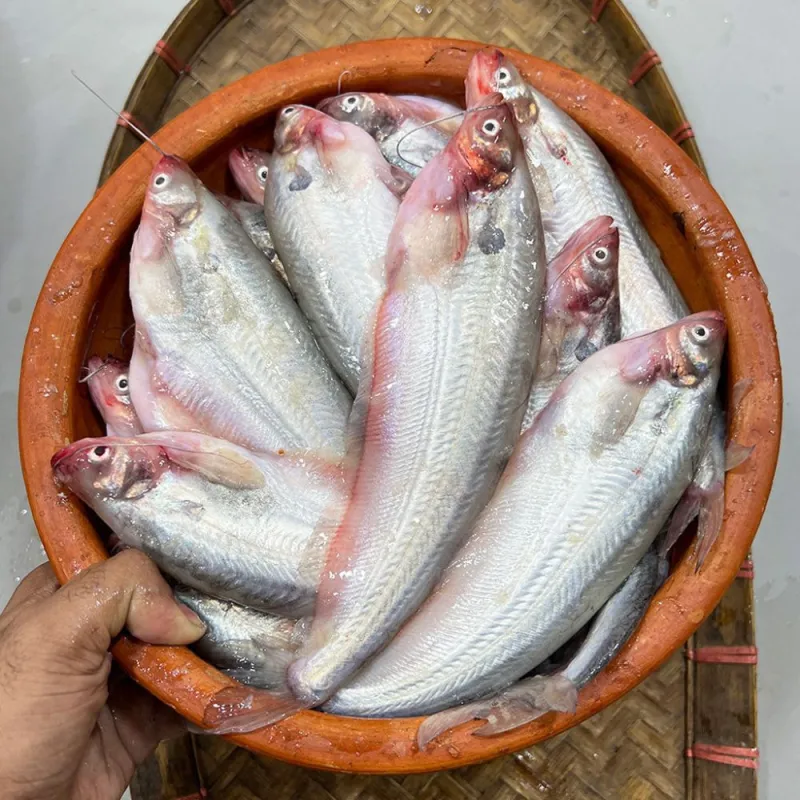 পাবদা মাছ