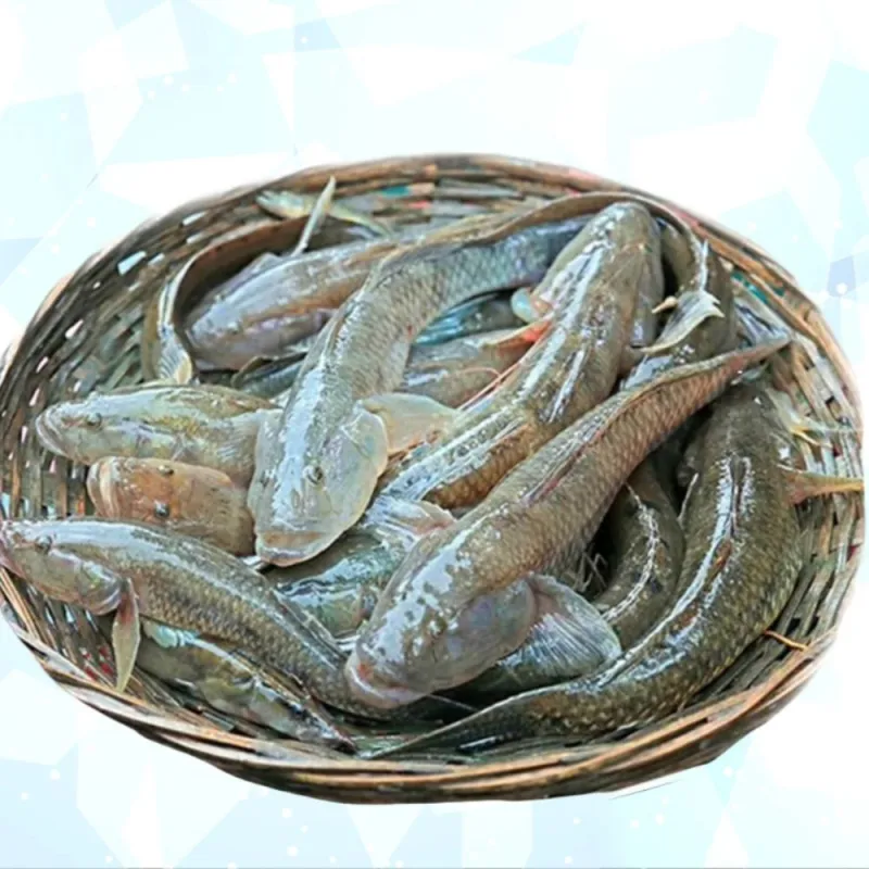 বাইলা মাছ