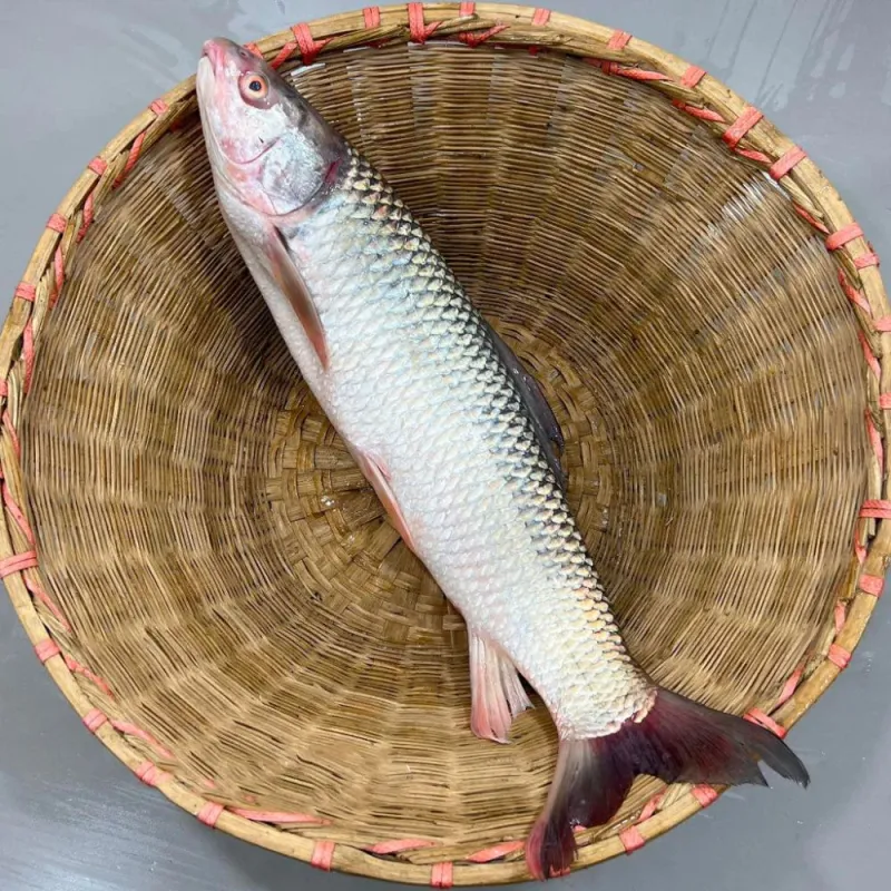 মৃগেল মাছ