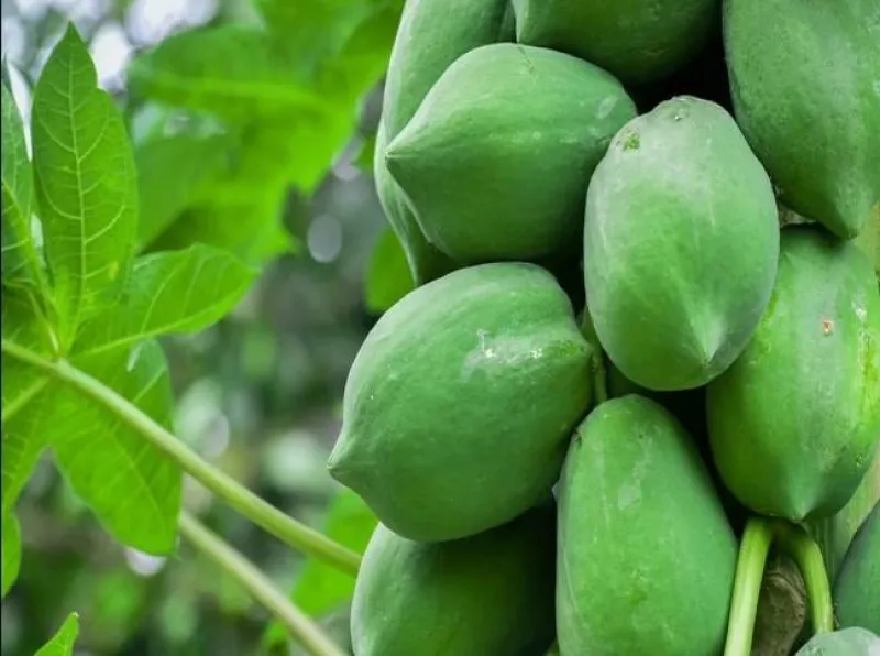 কাচা পেপে