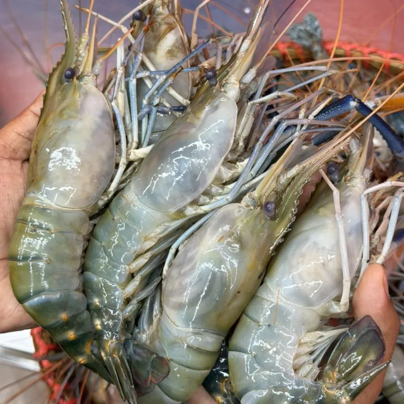গলদা চিংড়ি