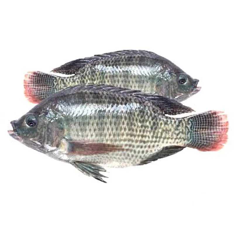 চাষের তেলাপিয়া