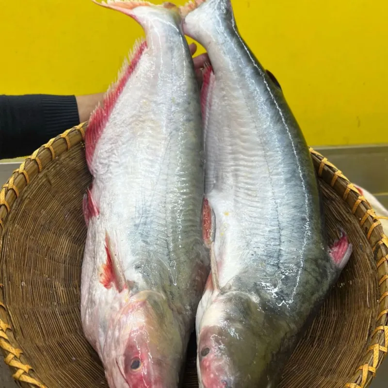পাঙ্গাস মাছ