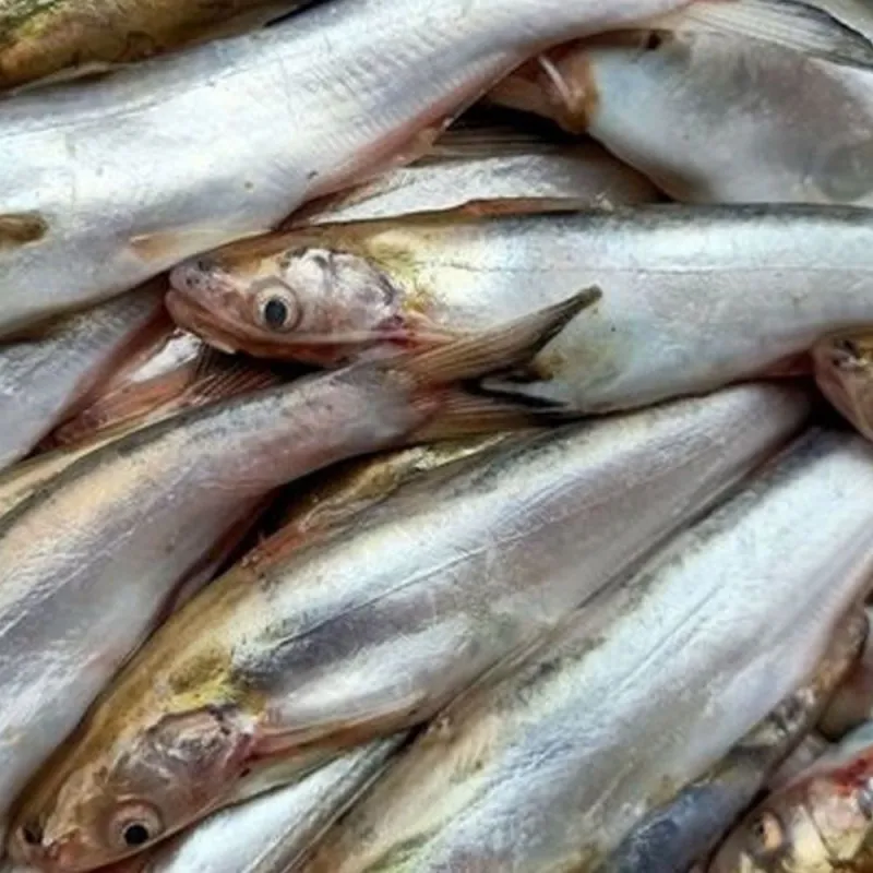 নদীর/ হাওরের ঘাউরা মাছ