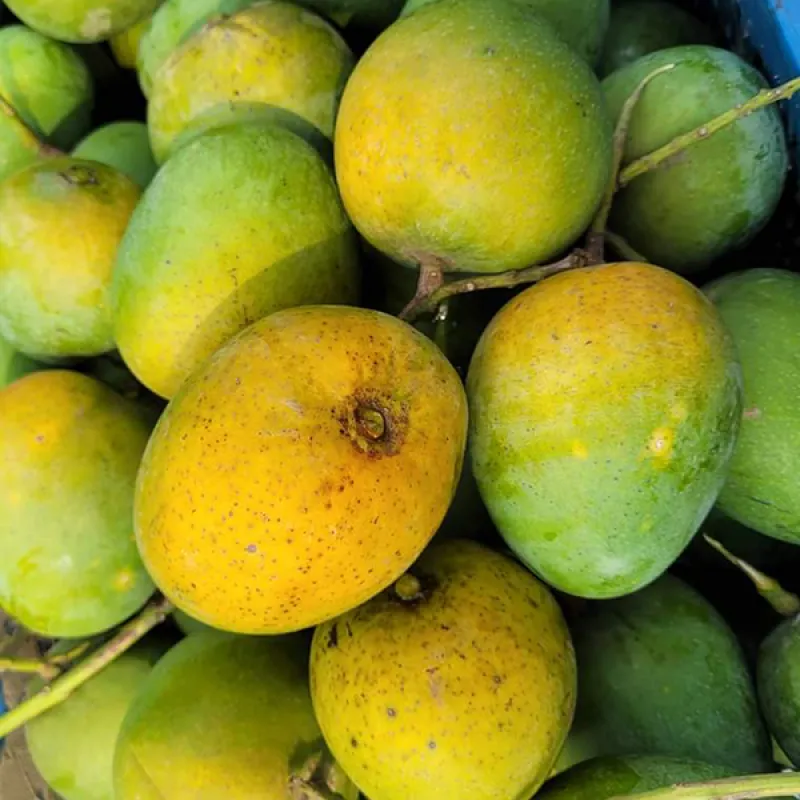 হিমসাগর আম (সাতক্ষীরা)