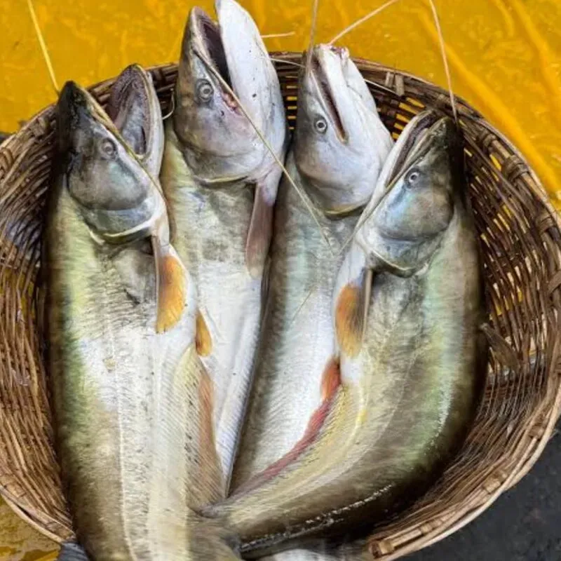 নদীর/হাওরের বোয়াল মাছ