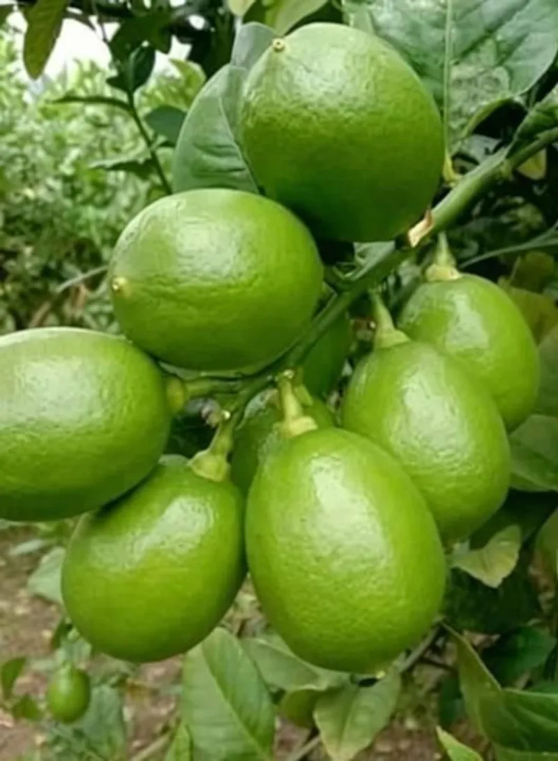 দেশি কাগজি লেবু (Lime)