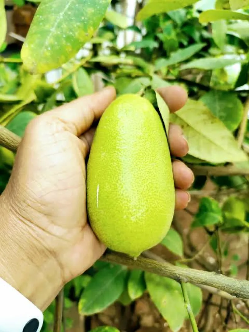 বিচি ছড়া লেবু  (Seed Less Lemon)