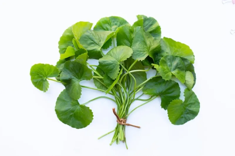 থানকুনি পাতা (Indian Pennywort)