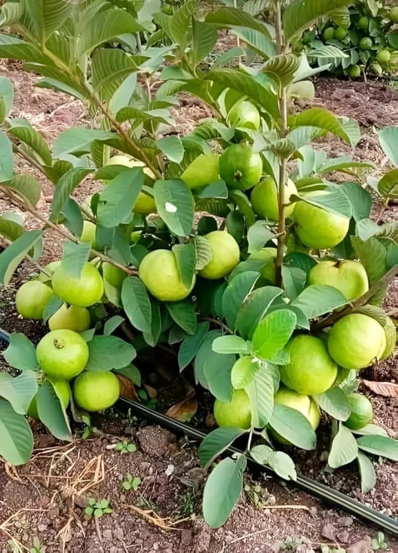 থাই পেয়ারা (Thai Guava)