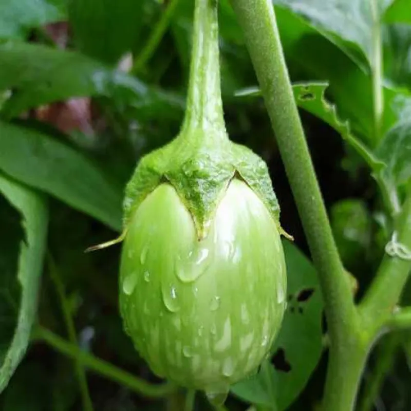 সবুজ বেগুন (Green Brinjal)
