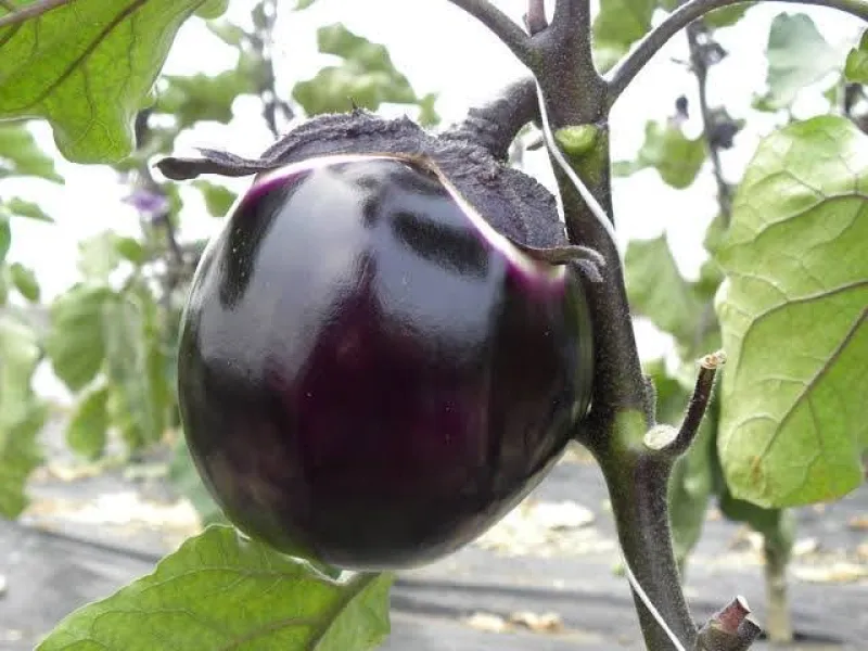 গোল বেগুন  (Round Brinjal)