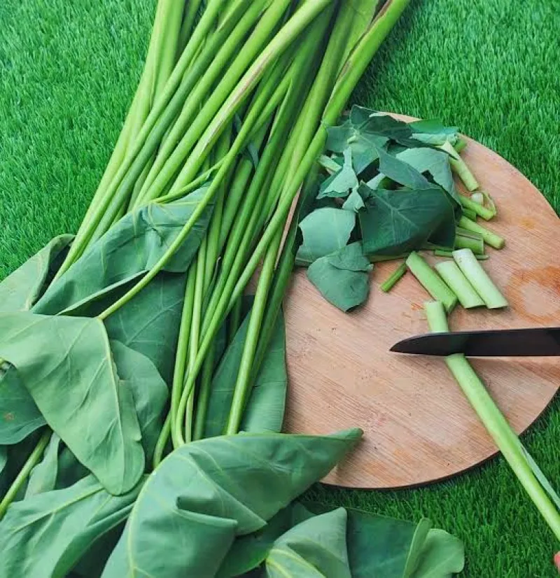 কচু শাক ( Taro leaves)
