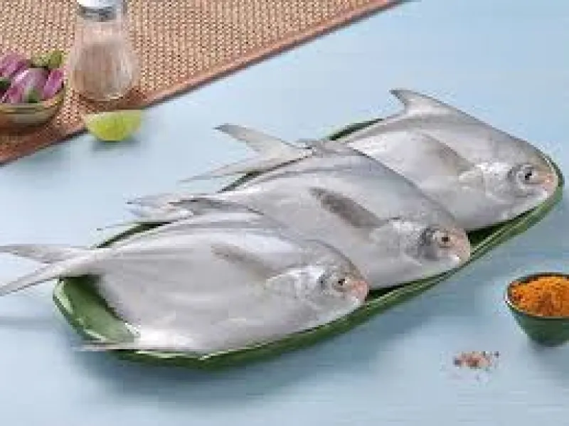 সিলভার পমফ্রেট